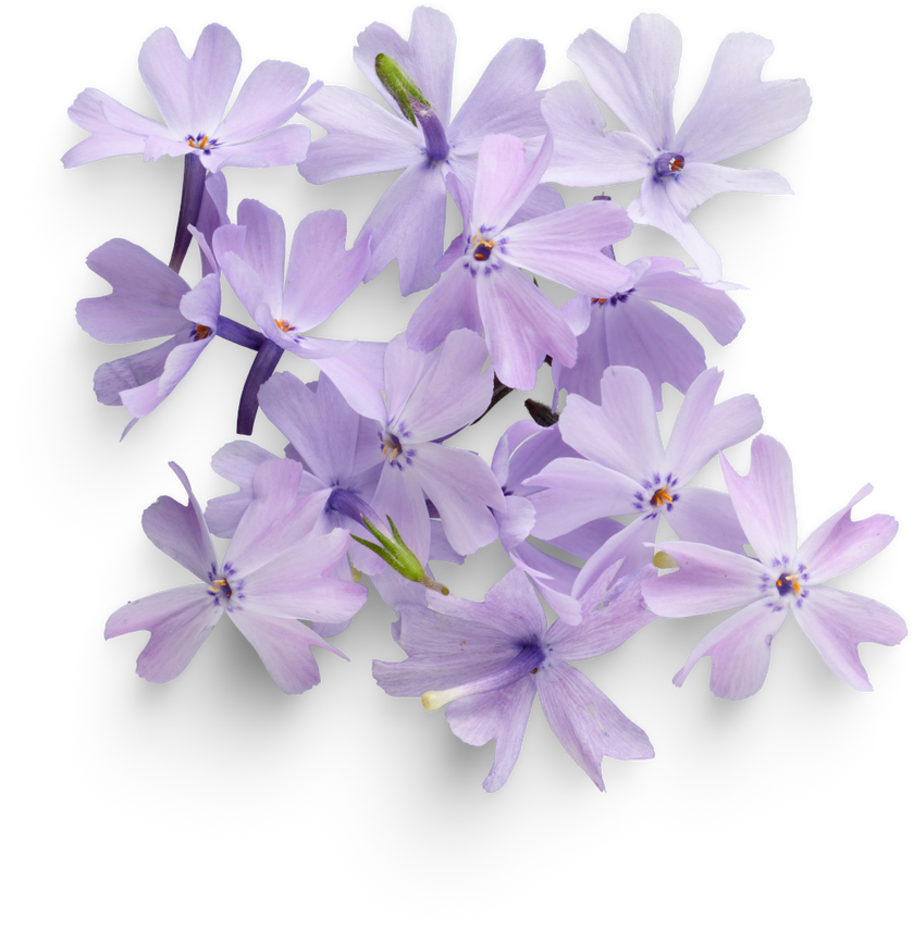 Purple flowers 